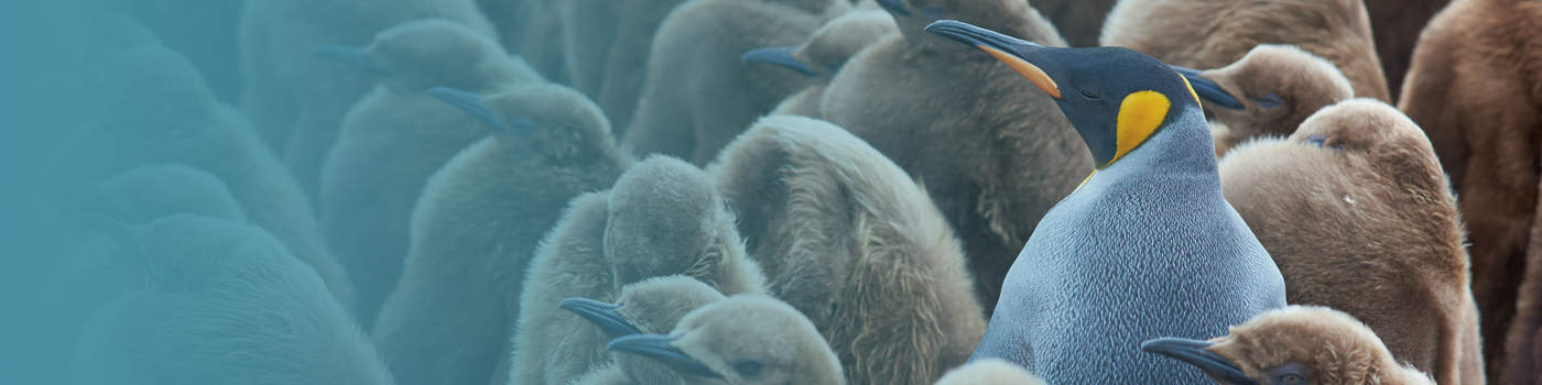 Compensation calculator banner