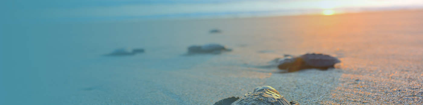 Family and divorce lawyers banner